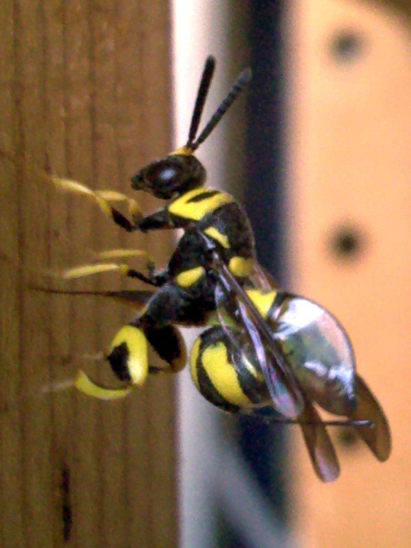 Osmia sp-Apidae e Ancistrocerus sp.-Vespidae in condominio